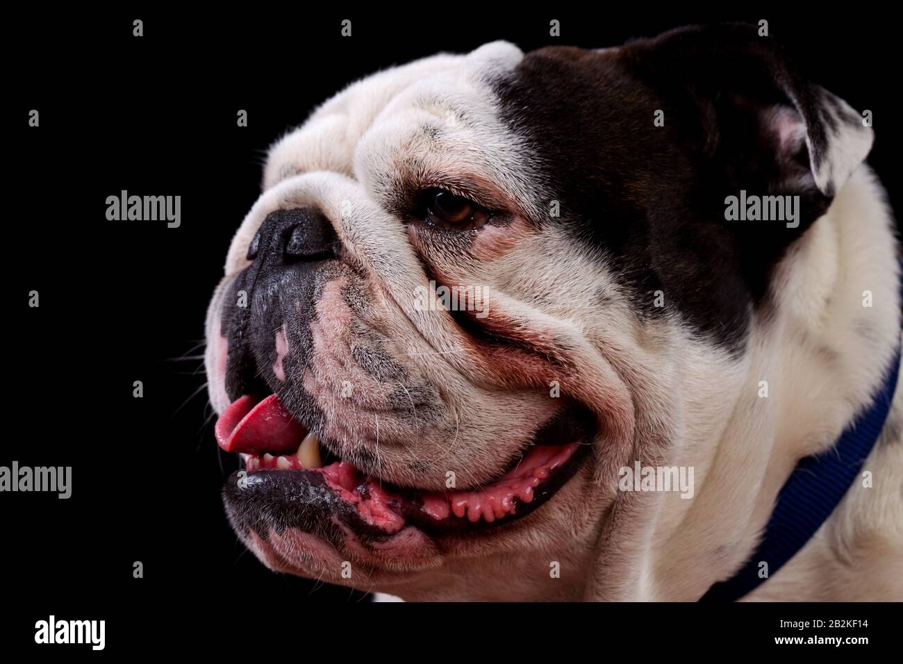 Mug Shot Studio Profilo Di Una Specie Matura Pura Bulldog Inglese Foto Stock