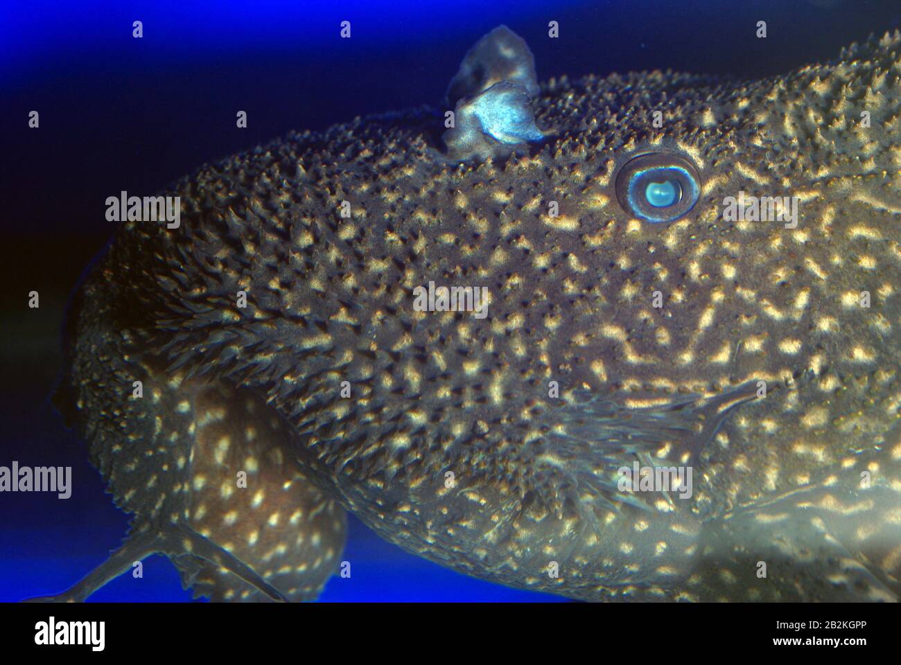 Xingu cactus Suckercat, Pseudacanthicus leoparardus Foto Stock