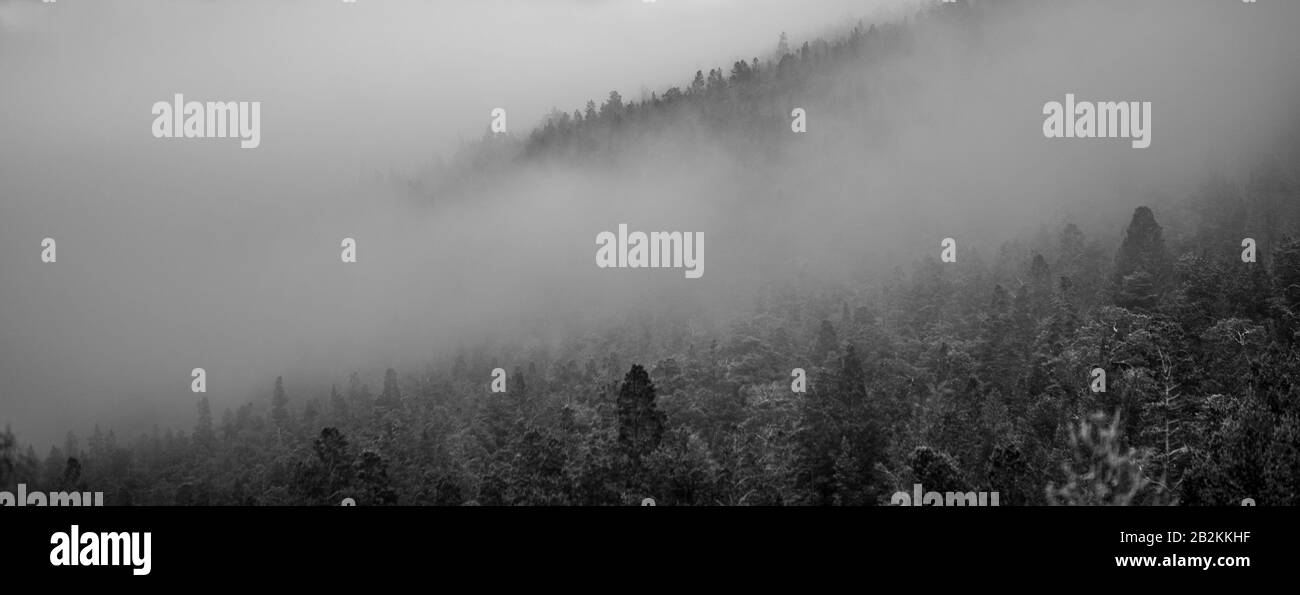 Vecchio albero in un ambiente mistroso, Norvegia Foto Stock