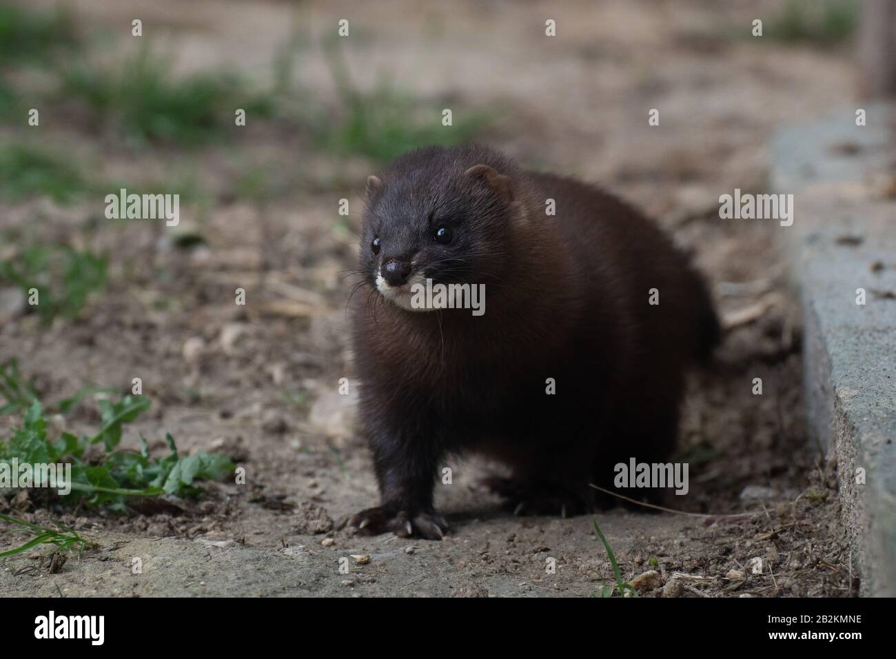 Carino piccolo selvaggio europeo mink sorpreso Madrid Foto Stock