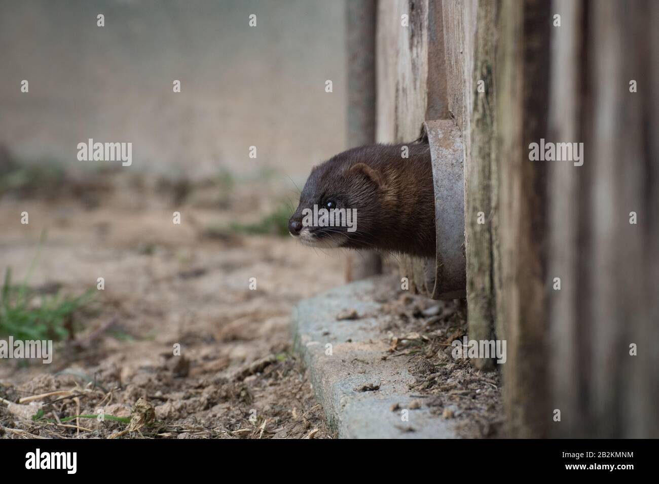 Carino piccolo selvaggio europeo mink sorpreso Madrid Foto Stock