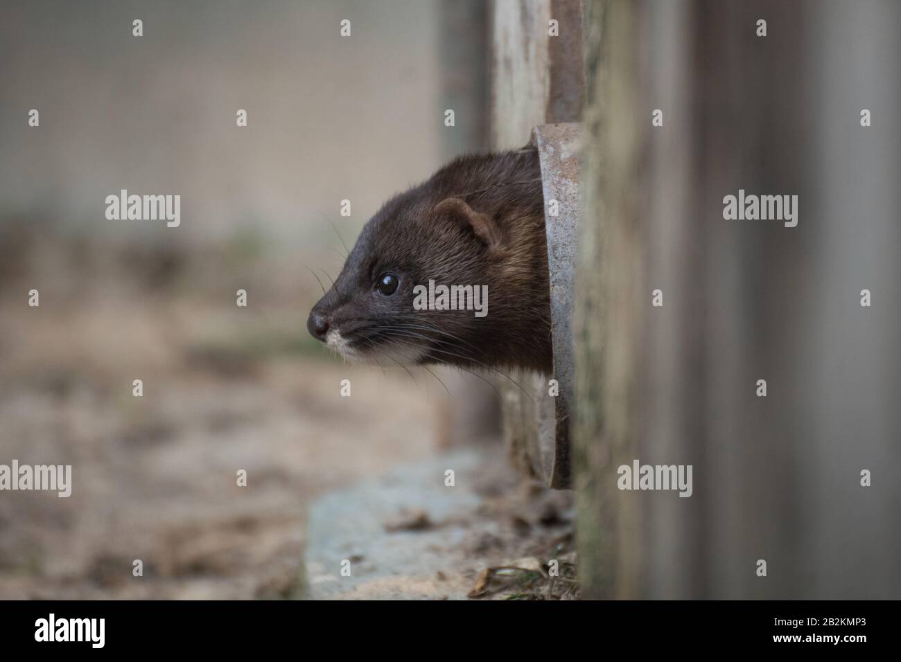 Carino piccolo selvaggio europeo mink sorpreso Madrid Foto Stock