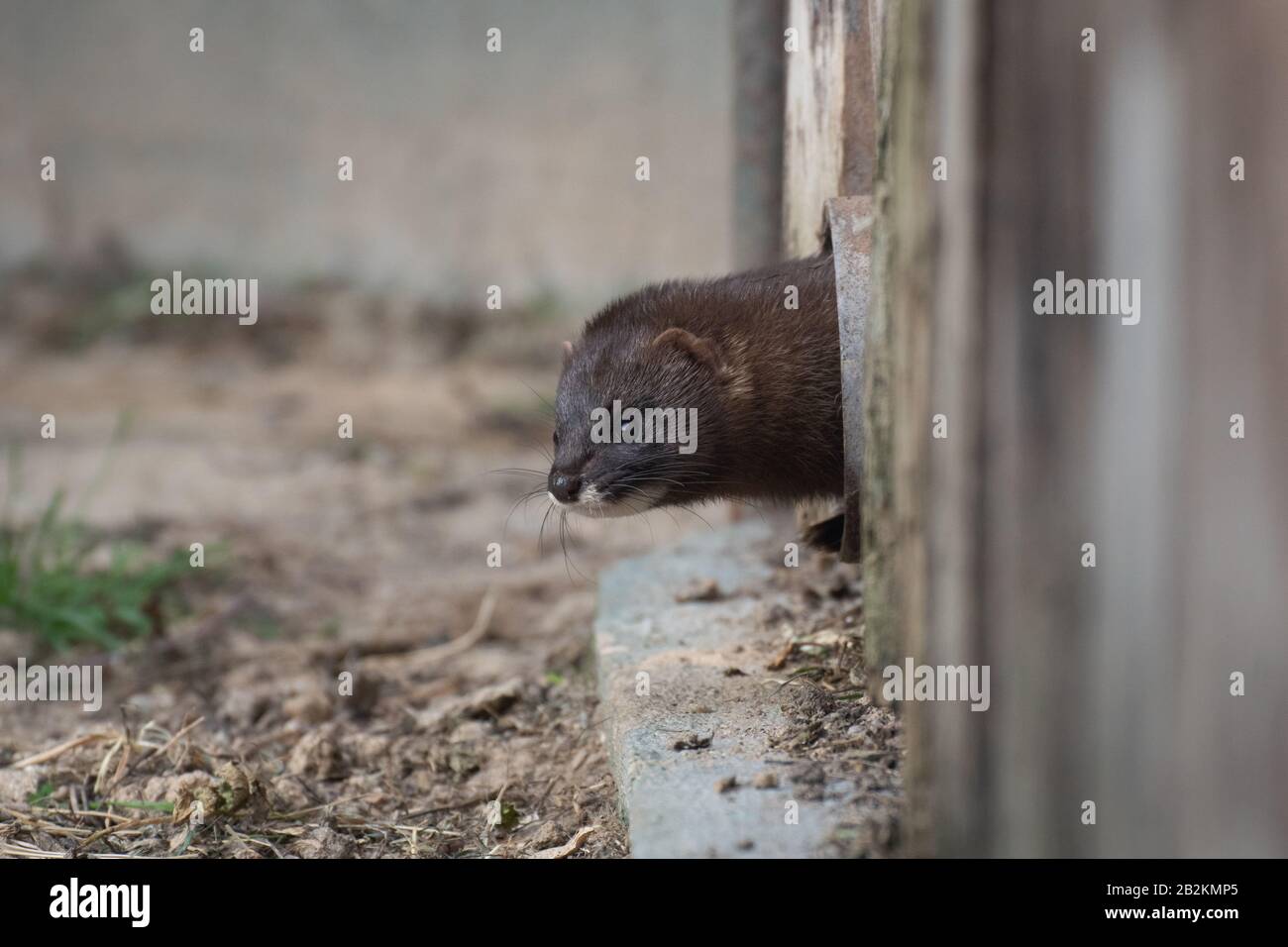 Carino piccolo selvaggio europeo mink sorpreso Madrid Foto Stock