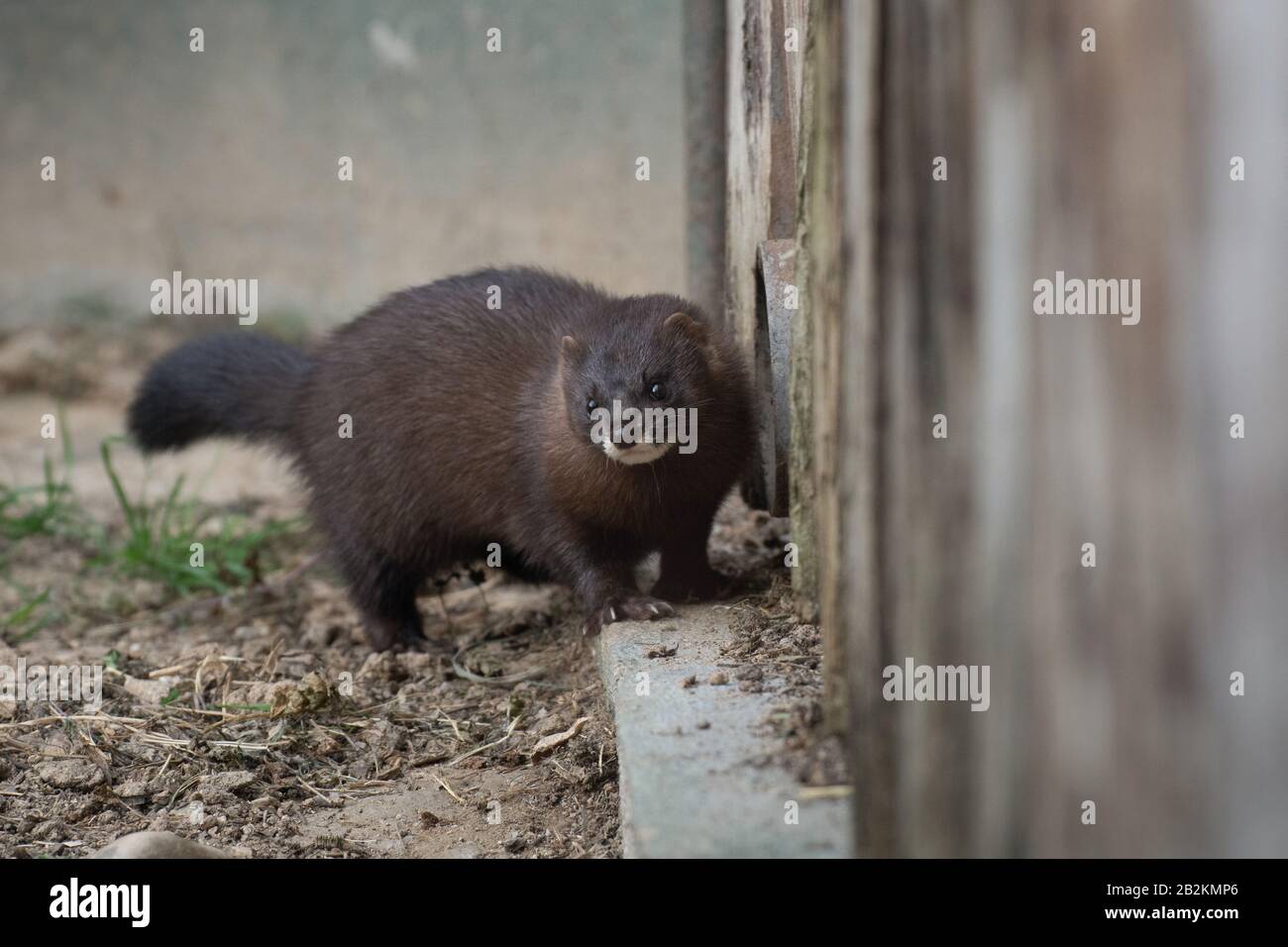 Carino piccolo selvaggio europeo mink sorpreso Madrid Foto Stock