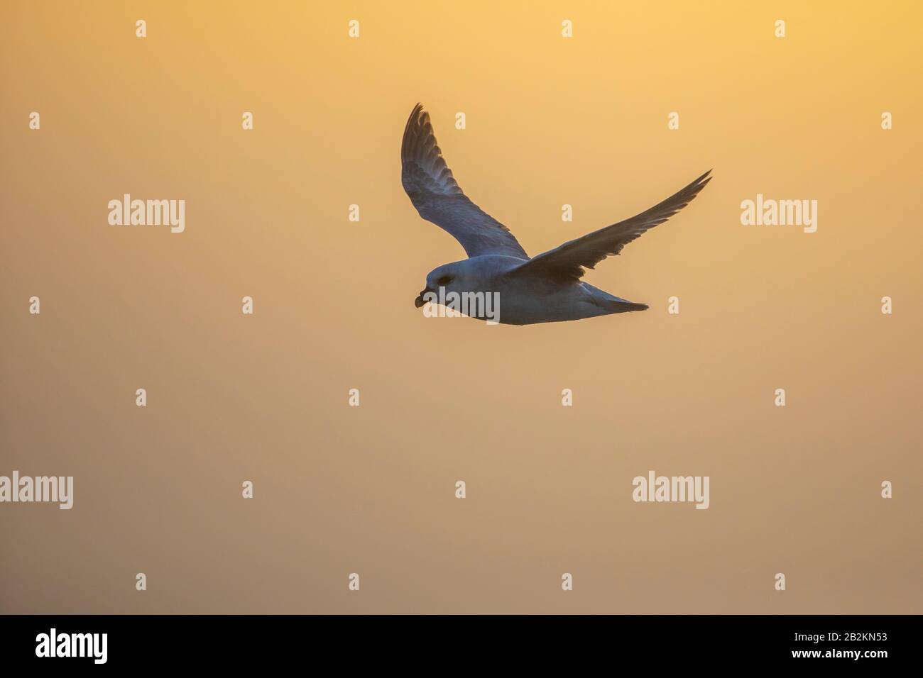 Arctic fulmar volare vicino all'acqua nel artico Foto Stock