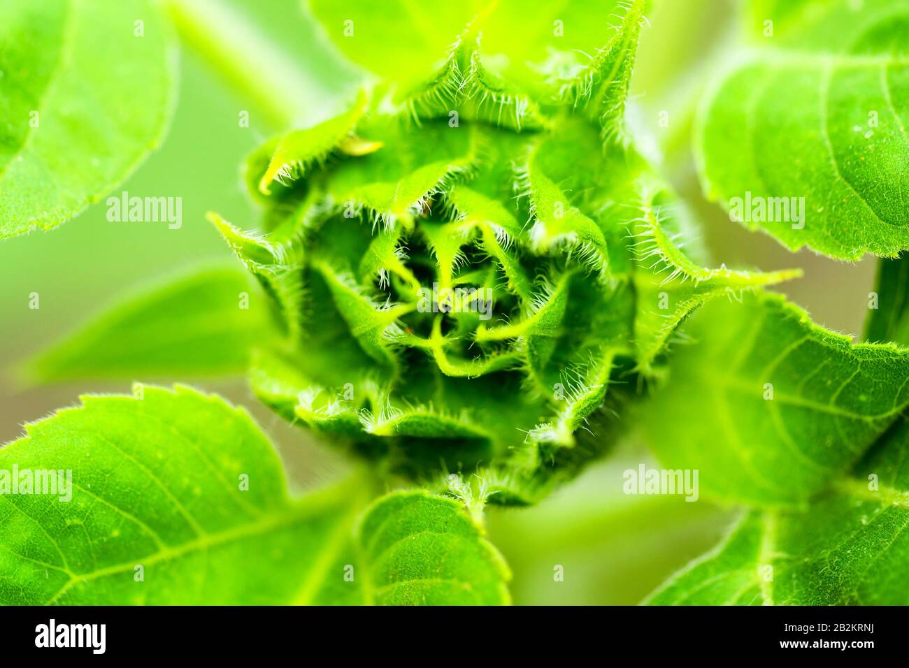 Una macro fotografia di un giovane bocciolo di girasole non aperto, che mostra i suoi bratti verdi avvolti e ricoperti da sottili peli bianchi. Il bocciolo è circondato da foglie verdi vibranti con vene visibili e. Foto Stock