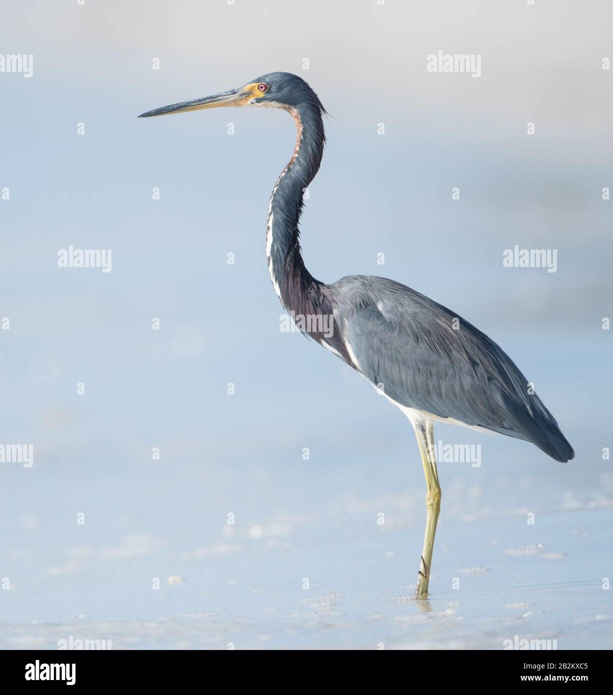 Un airone tricolore (Egretta Tricolor) Foto Stock