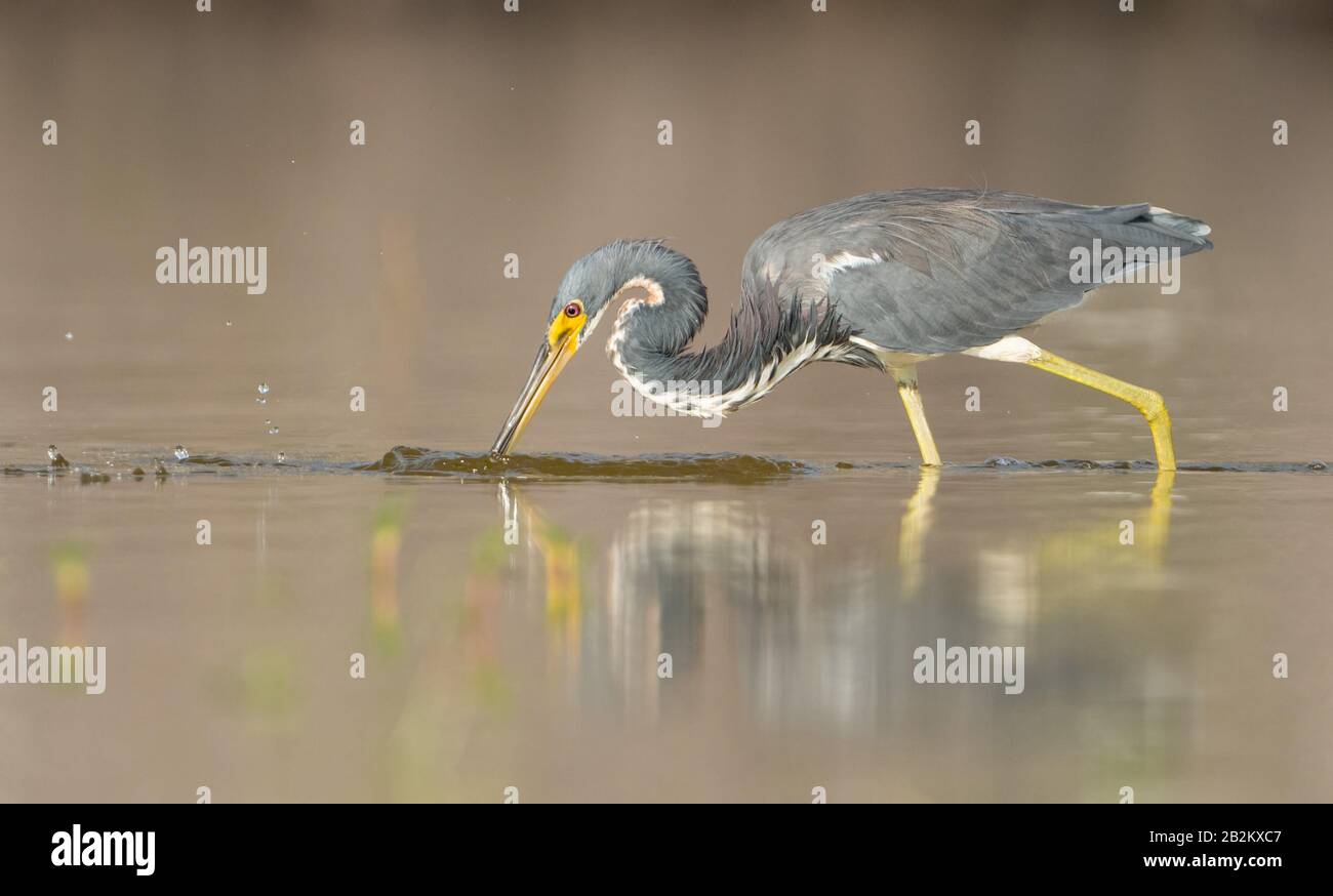 Un airone tricolore (Egretta Tricolor) Foto Stock