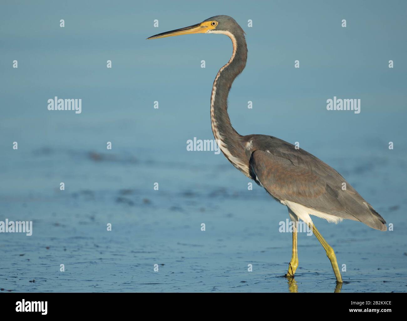 Un airone tricolore (Egretta Tricolor) Foto Stock
