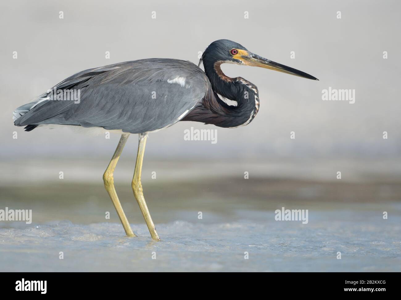 Un airone tricolore (Egretta Tricolor) Foto Stock