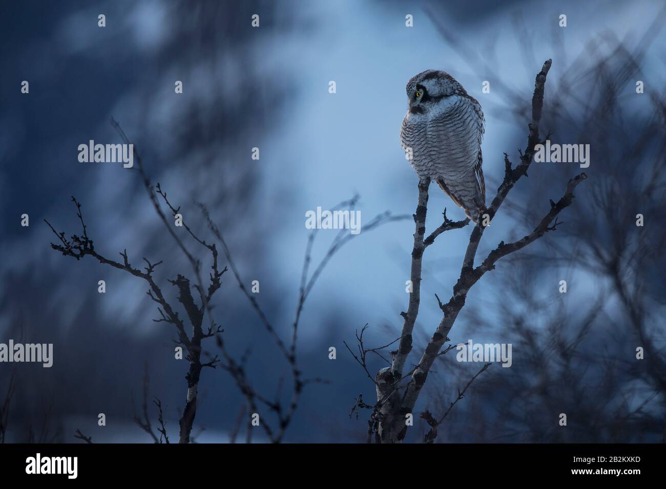 falco-gufo del nord alla ricerca di una preda Foto Stock