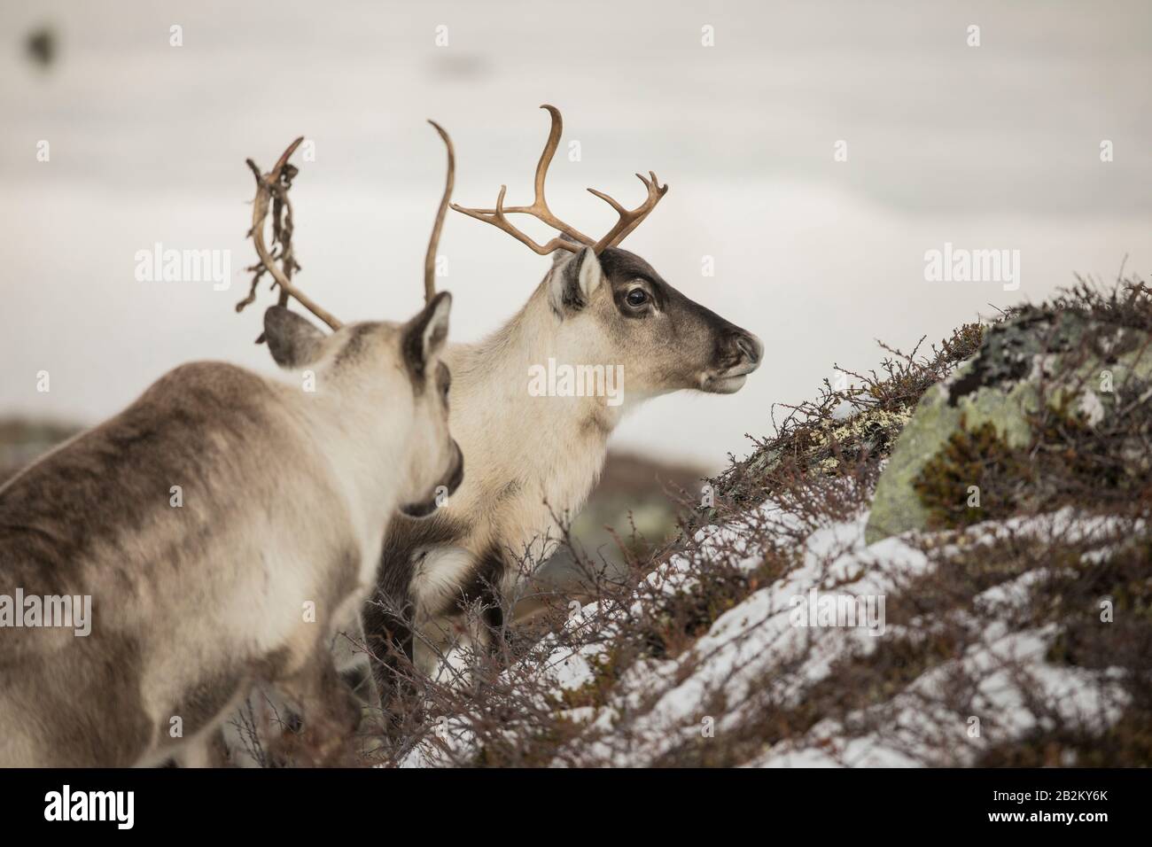 Renna a Spitsbergen, Svalbard in un bellissimo ambiente. Neve e paesaggio invernale con animali esotici, che vivono in ambienti hash tutto l'anno Foto Stock