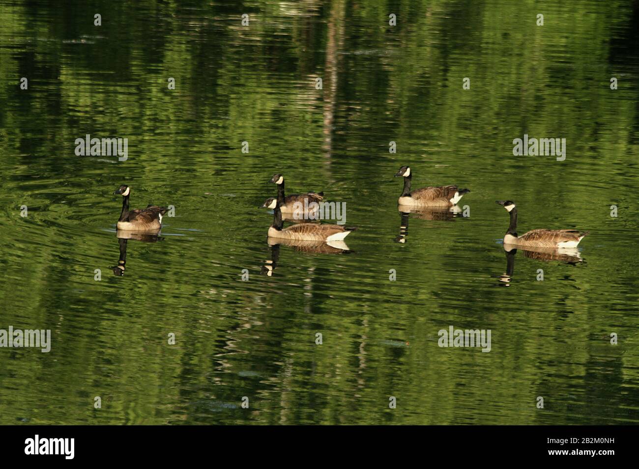 Gruppo di oche su uno stagno in Virginia, Stati Uniti Foto Stock