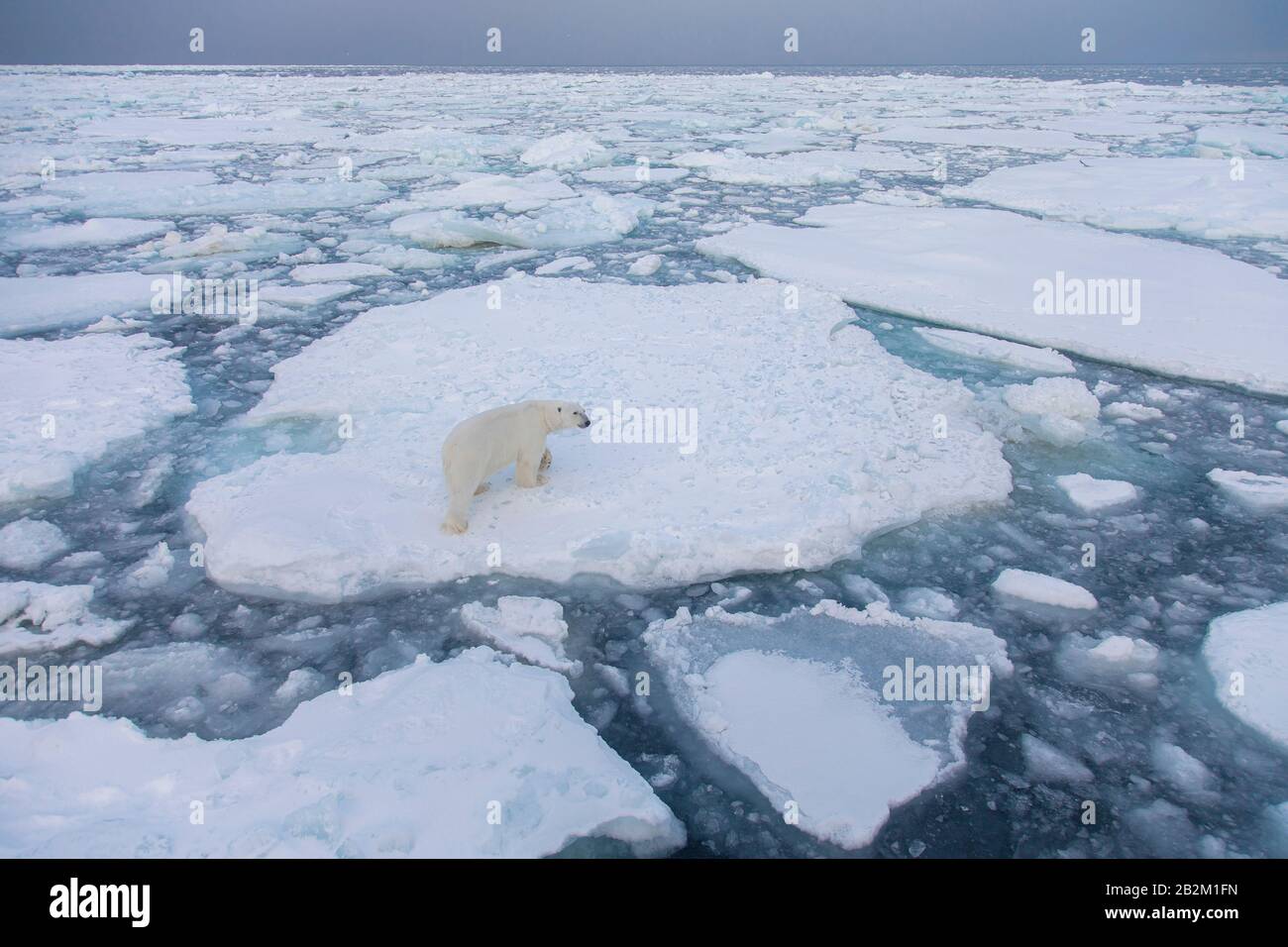 Grande orso polare sul ghiaccio galleggiante nell'artico. Svalbard, Norvegia Foto Stock
