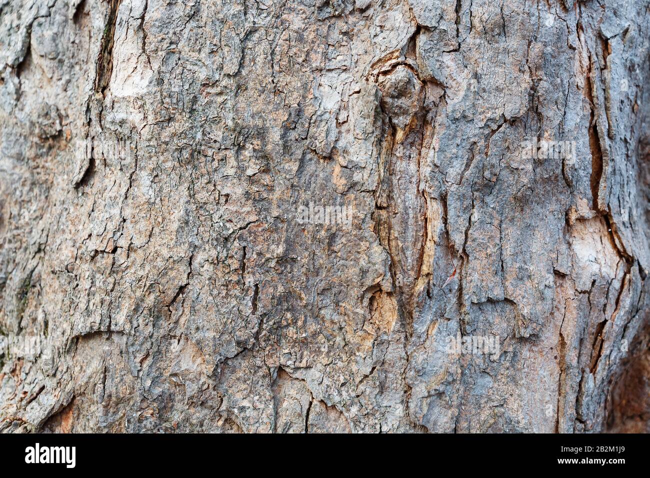 La trama della corteccia del tronco di un abete, su tutto lo schermo. Come sfondo, substrato Foto Stock