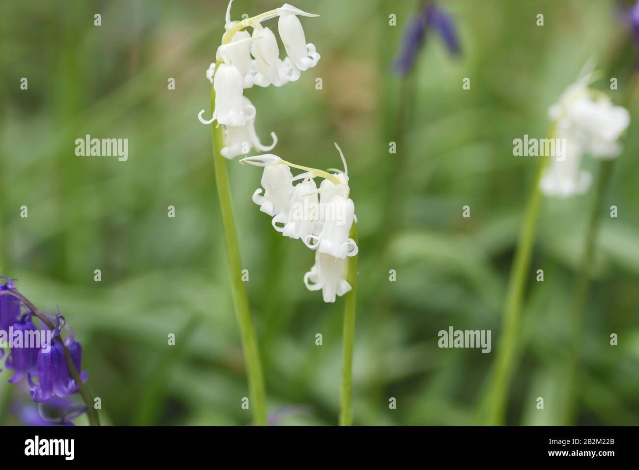 Hyacintoides non-scripta o bluebells fiori bianchi insoliti colorati Foto Stock