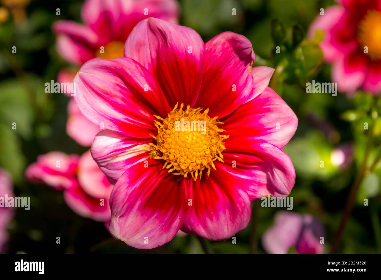 Isola Di Mainau, Lago Di Costanza, Germania - 11 Set. 2015: Giardini botanici dell'isola di Mainau, l'insenatura sul lago di Costanza, fiori viola Foto Stock