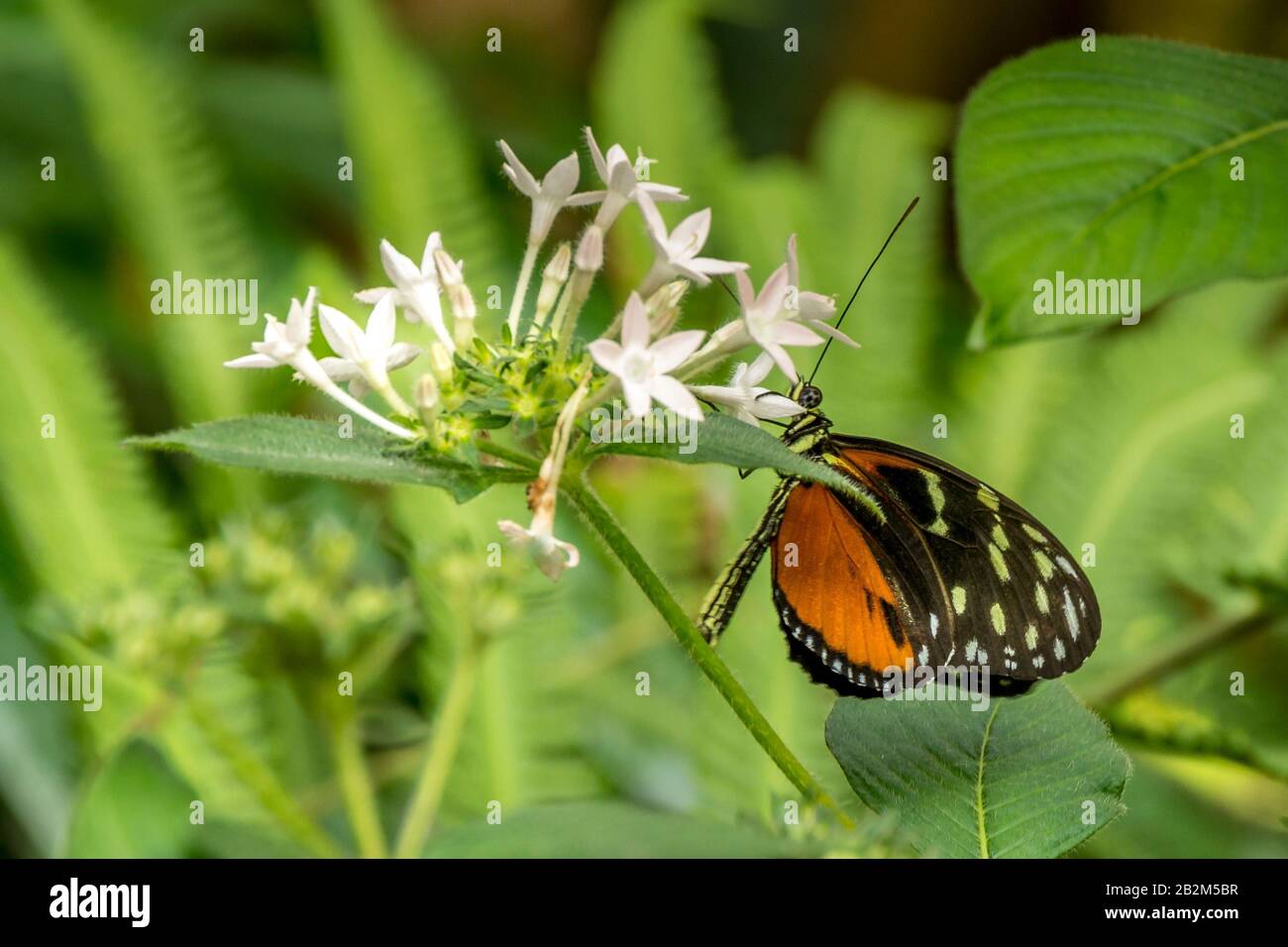 Isola Di Mainau, Lago Di Costanza, Germania - 11 Set. 2015: Giardini botanici dell'isola di Mainau, l'insenatura sul lago di Costanza, mangiare alle farfalle Foto Stock