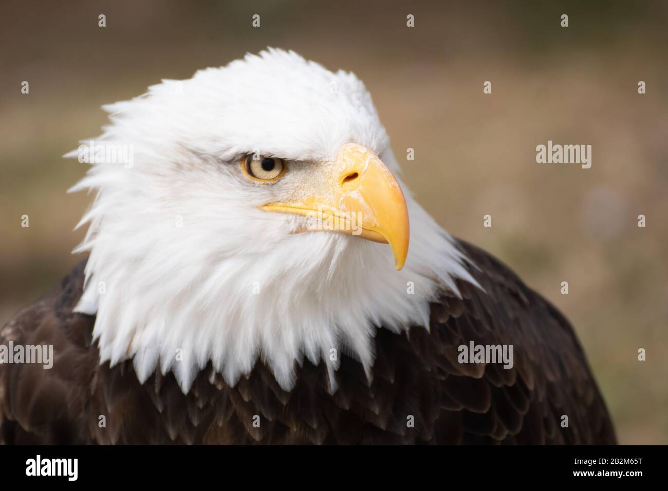 Ritratto facciale di un'aquila calva americana selvaggia Foto Stock