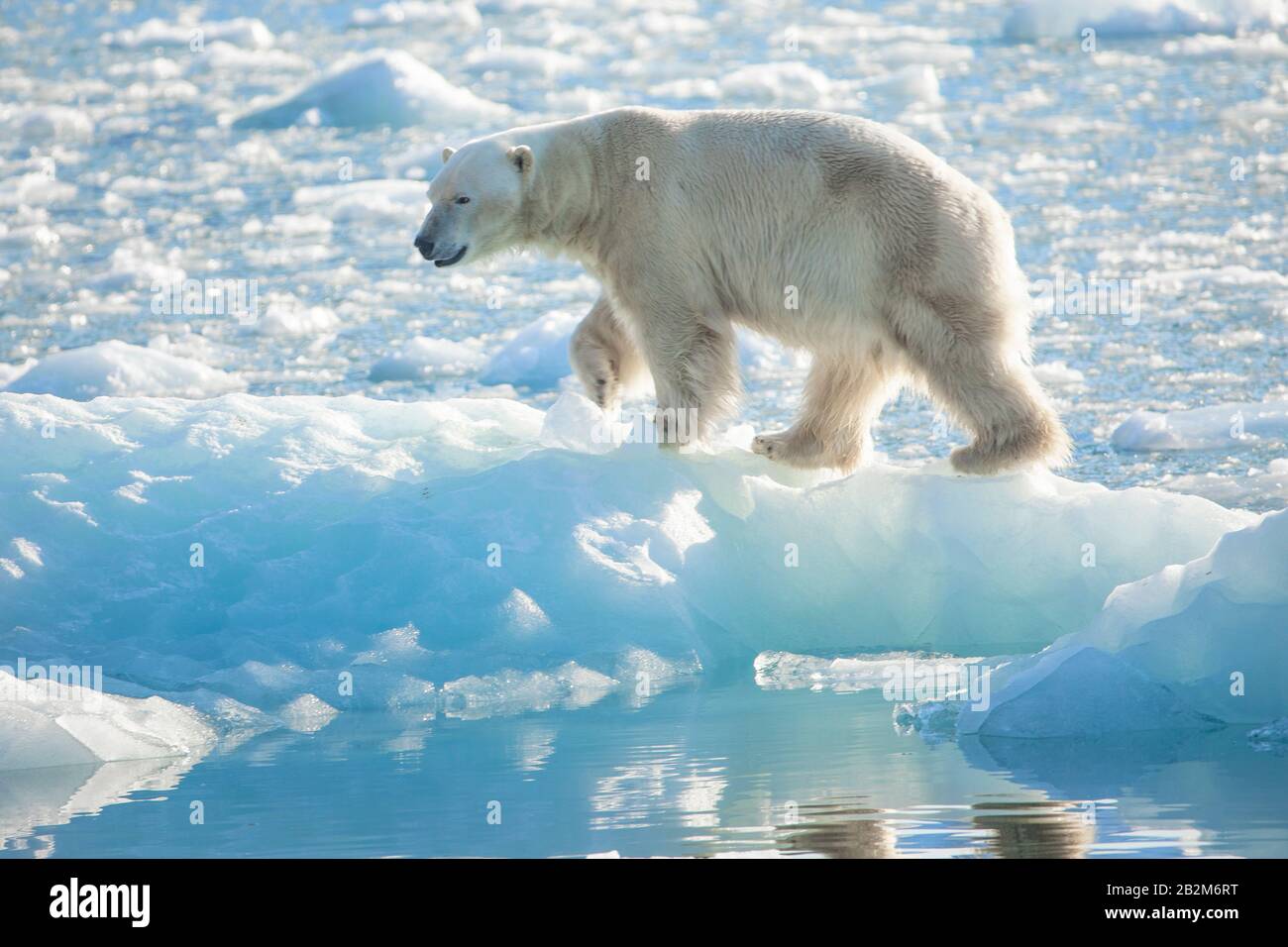 Grande orso polare sul ghiaccio galleggiante nell'artico. Svalbard, Norvegia Foto Stock