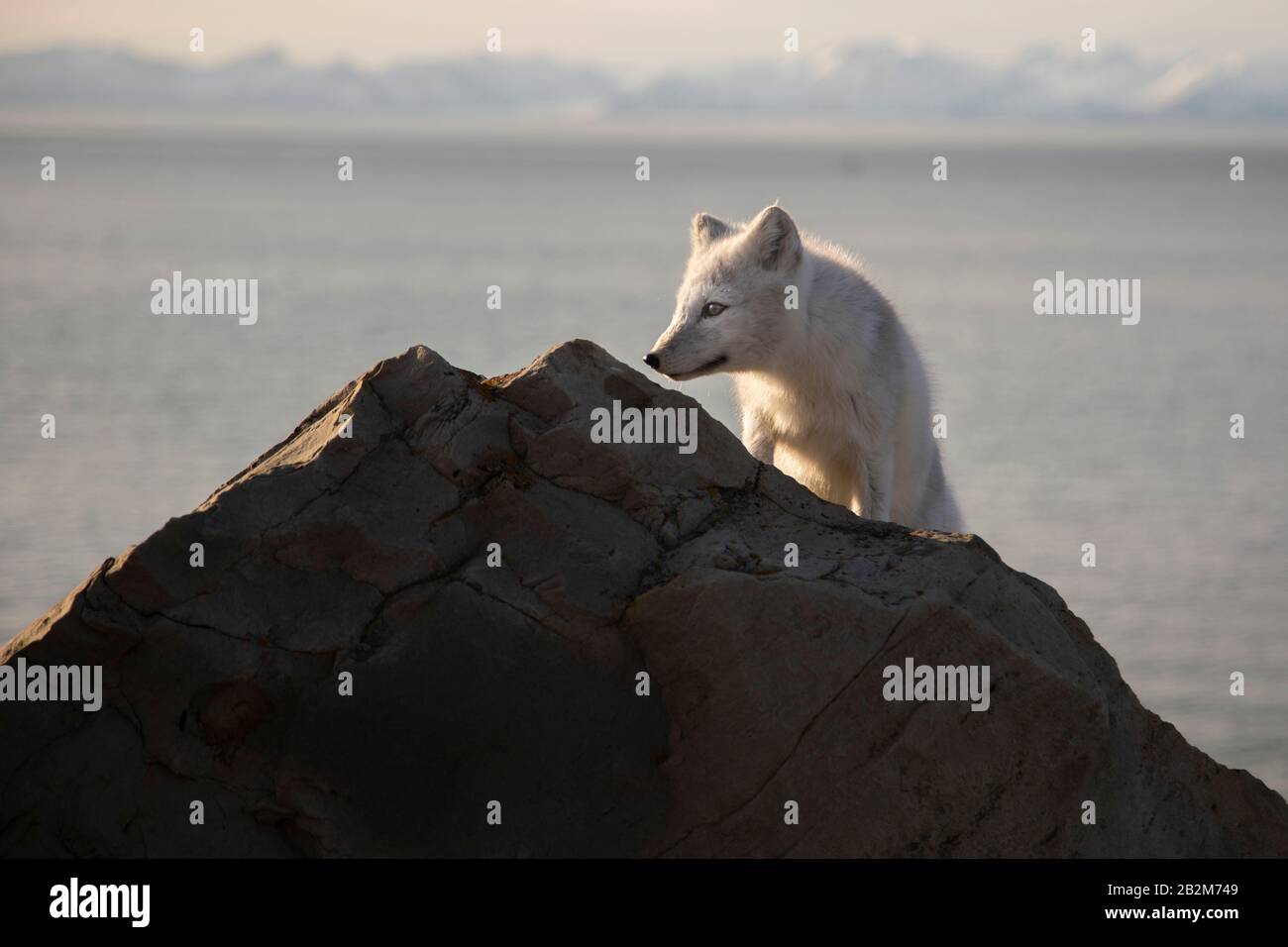 La volpe polare affamata si annida nell'artico Foto Stock