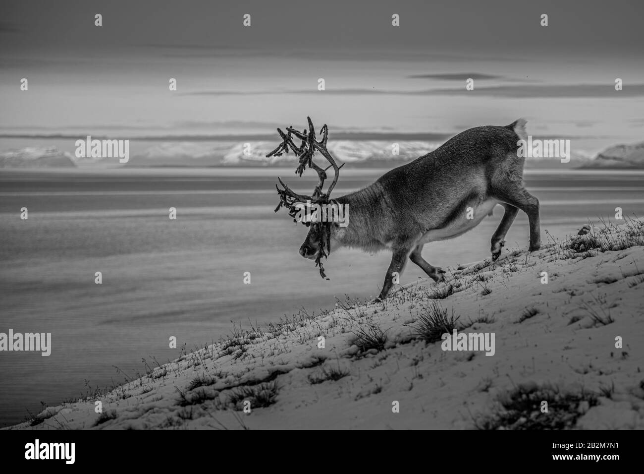 Renna a Spitsbergen, Svalbard in un bellissimo ambiente. Neve e paesaggio invernale con animali esotici, che vivono in ambienti hash tutto l'anno Foto Stock