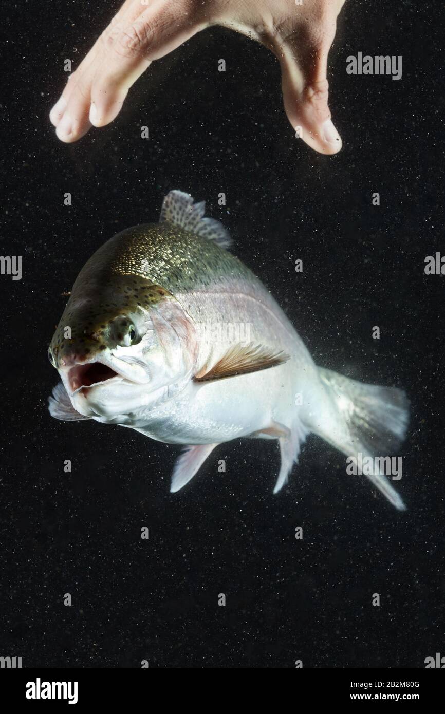 La pesca alla trota con orso mano Acquario Shot Foto Stock