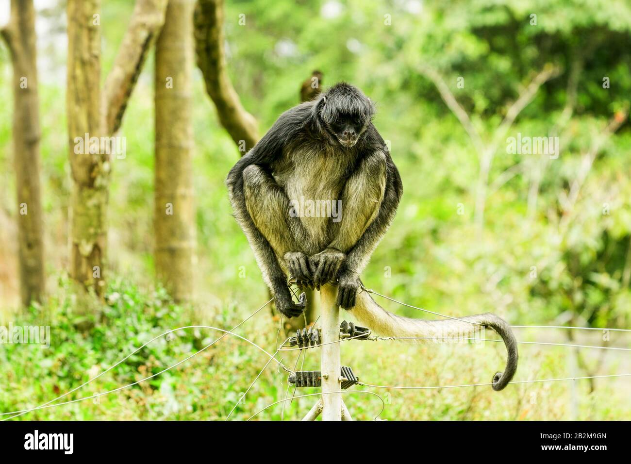 In via di estinzione Spider Monkey seduto su un recinto elettrico Foto Stock