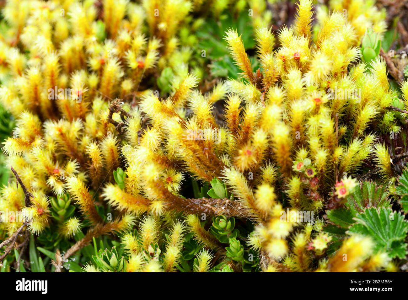 Una vista ravvicinata dettagliata del muschio giallo vibrante con punte sfocate e appuntite che crescono densamente tra le piccole piante verdi. I gambi di muschio sono marroni e verticali, con strutture gialle brillanti simili a capelli Foto Stock