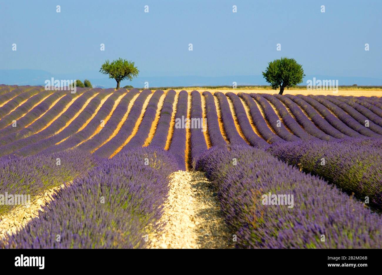 Alberi in un campo di lavanda, Plateau de Valensole, Alpes de Haute Provence, Provence-Alpes-Côte d'Azur, Francia Foto Stock