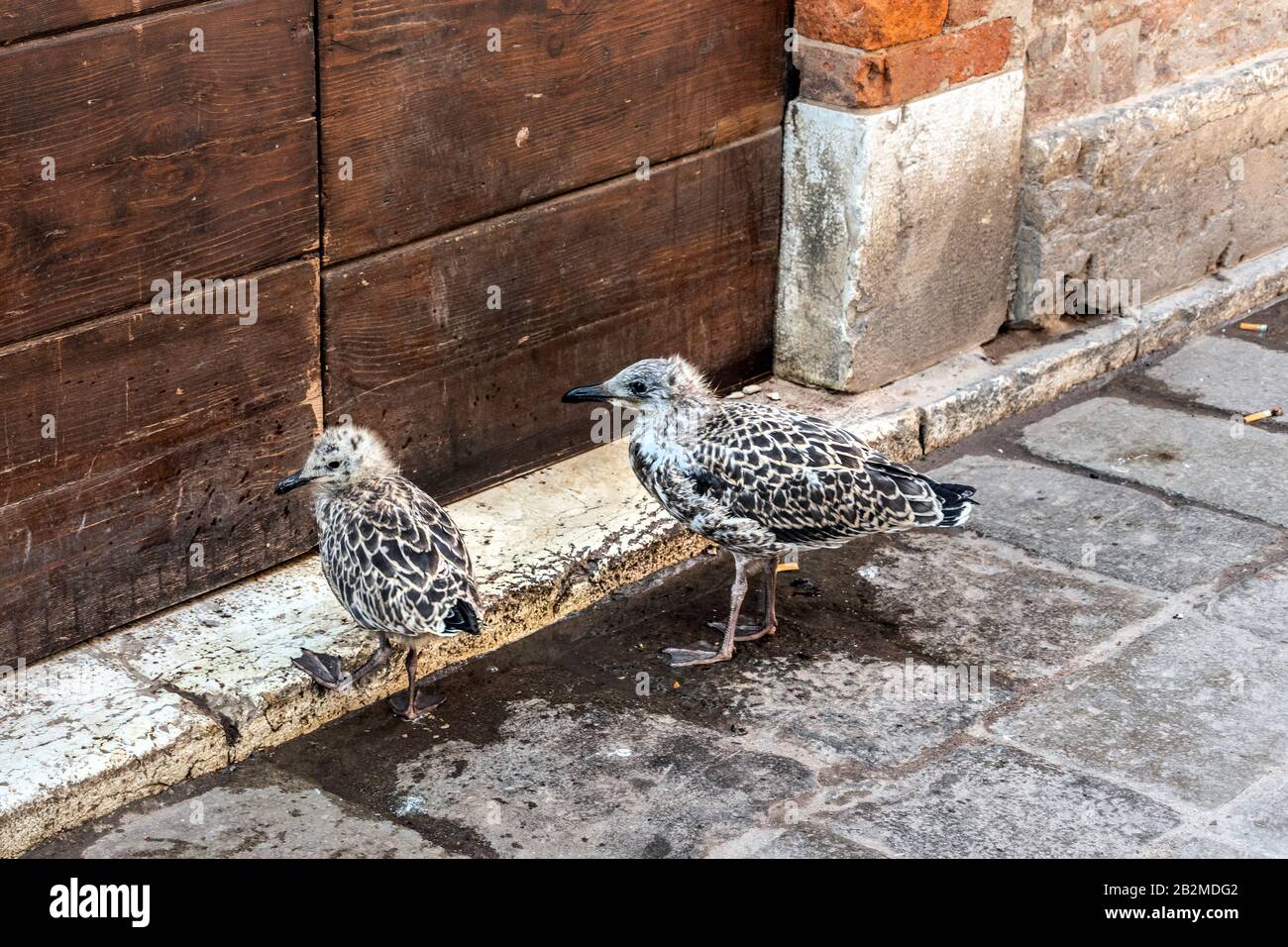 Gabbiano con cazzo per le strade di Venezia, Italia. Foto Stock