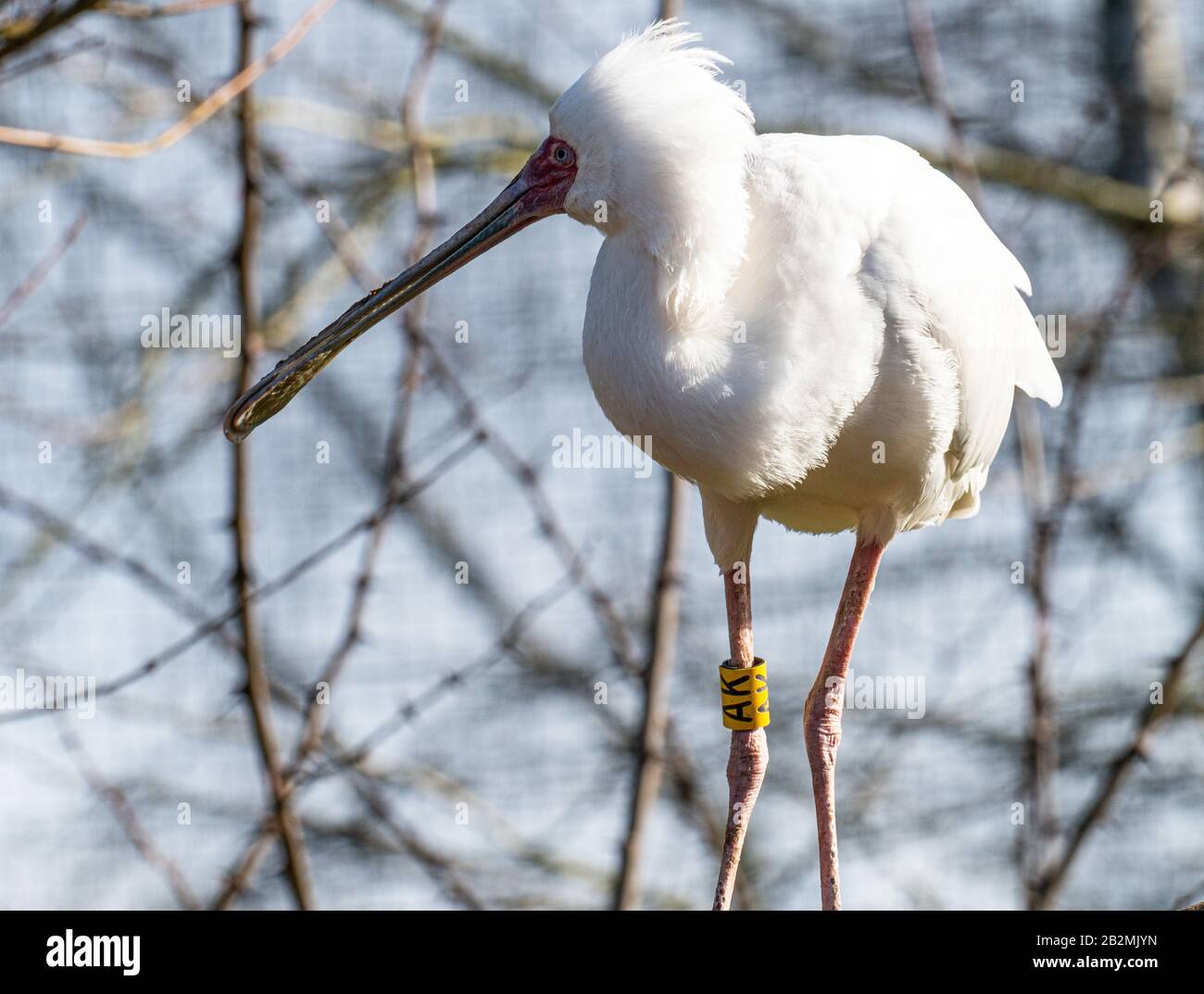 Un Africano Spoonbill Perching Su Una Filiale Che Guarda Alert Martin Mere Wetland Center Vicino Ormskirk Lancashire Inghilterra Regno Unito Regno Unito Foto Stock