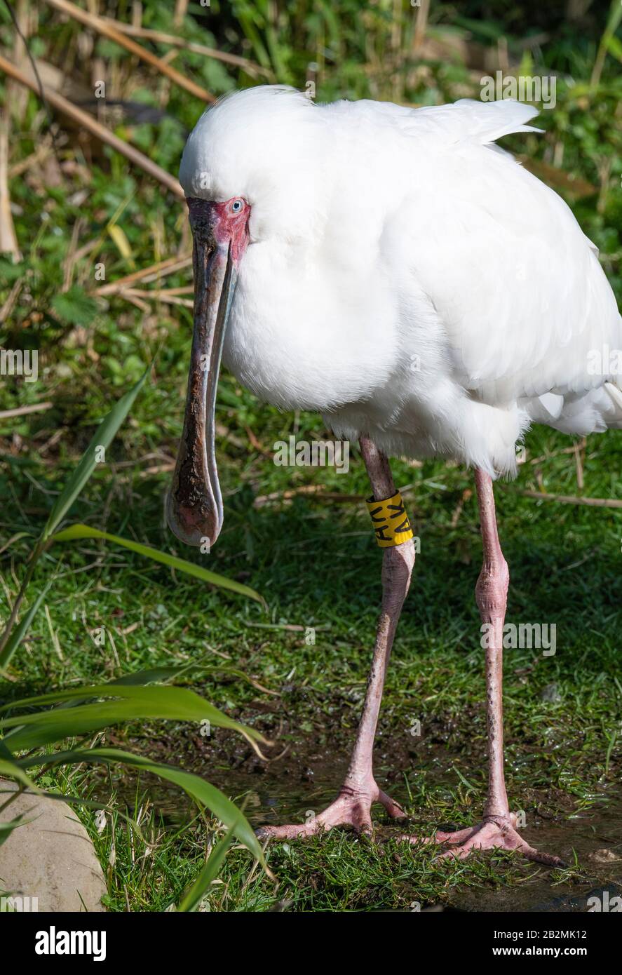 Un Africano Spoonbill In Piedi In Un Campo Erboso Guardando Allerta Martin Mere Wetland Center Vicino Ormskirk Lancashire Inghilterra Regno Unito Foto Stock