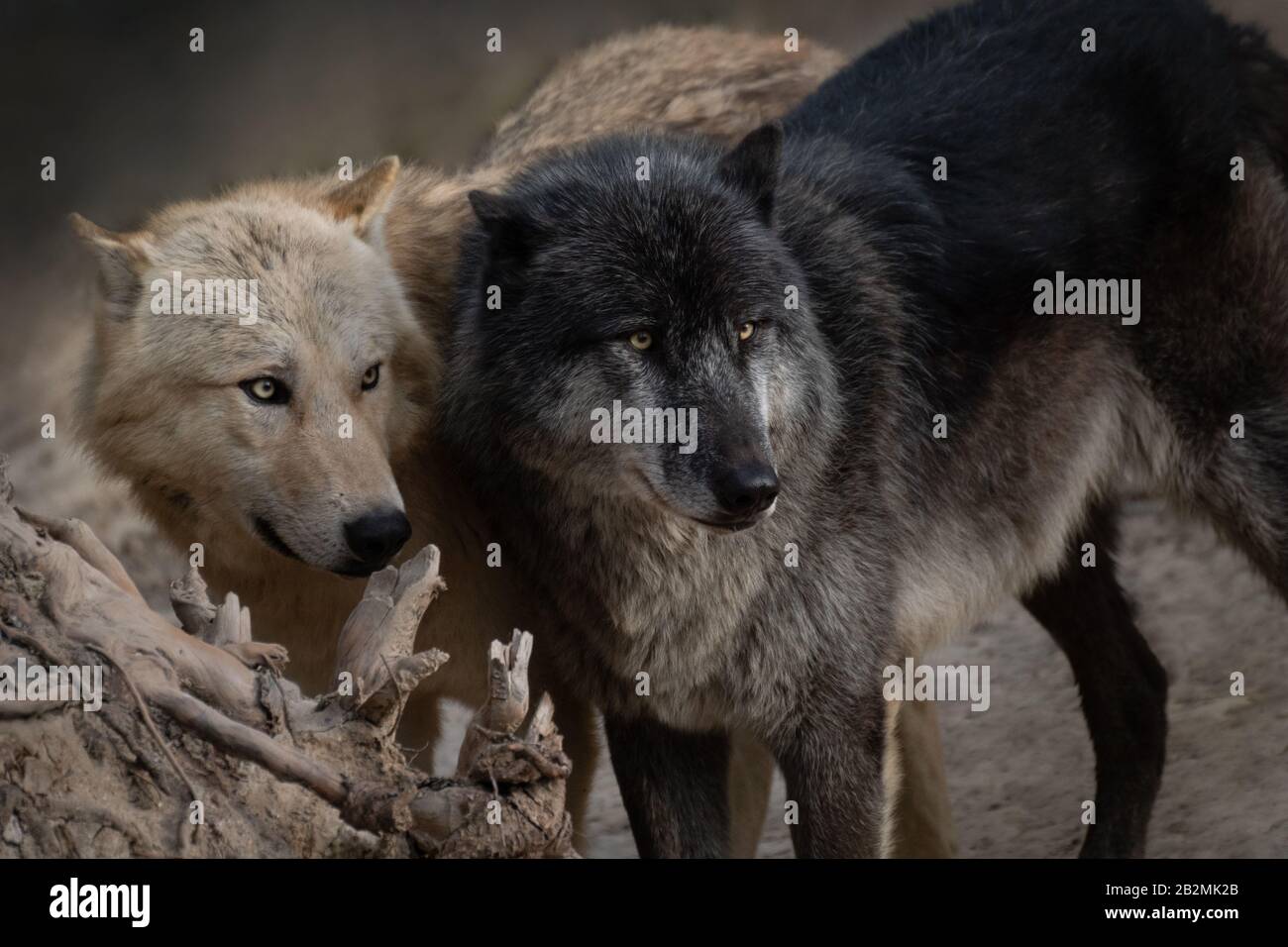 Ritratto di due bei lupi nordoccidentali in inverno Foto Stock