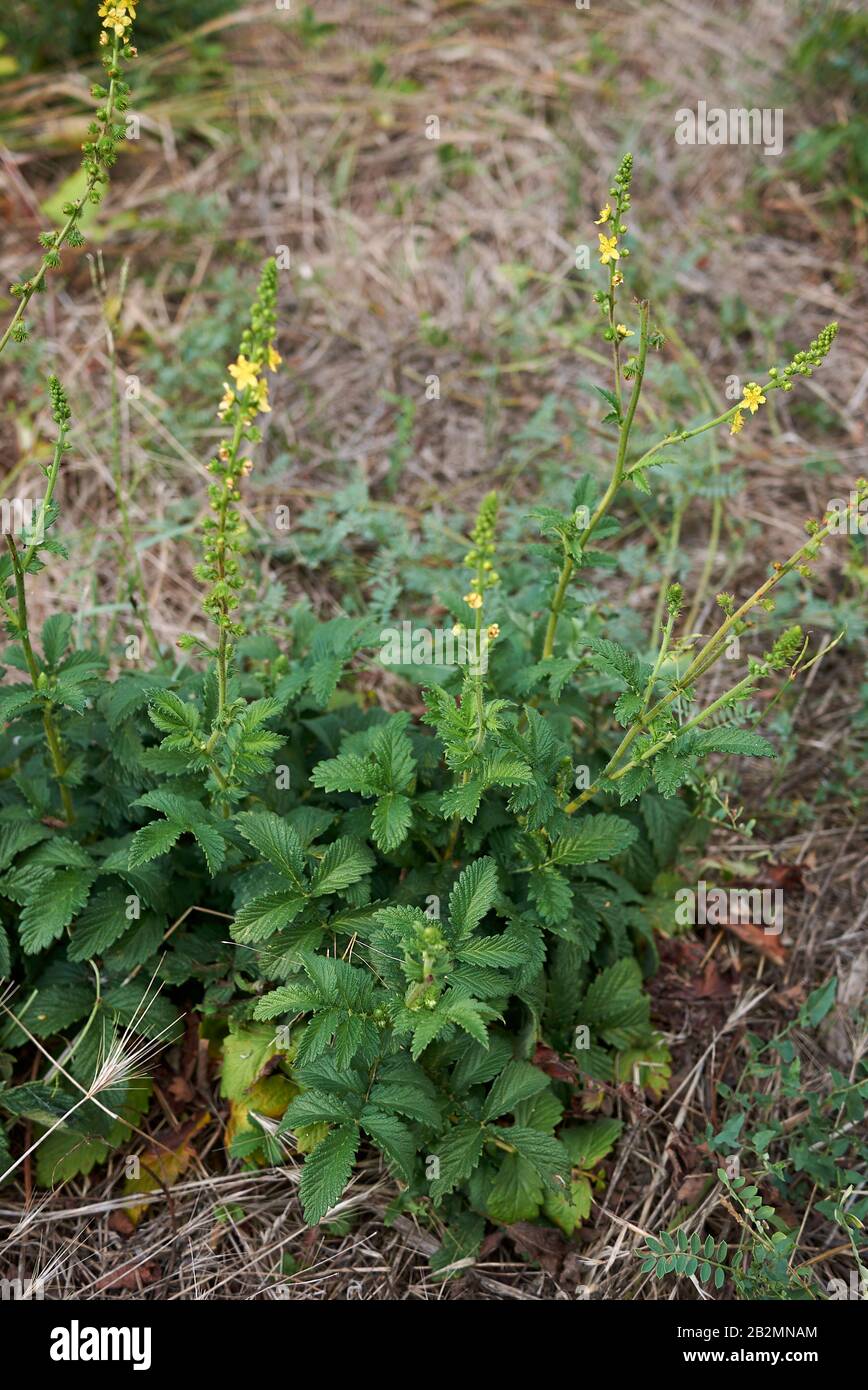Agrimonia eupatoria foglie fresche di fiori Foto Stock