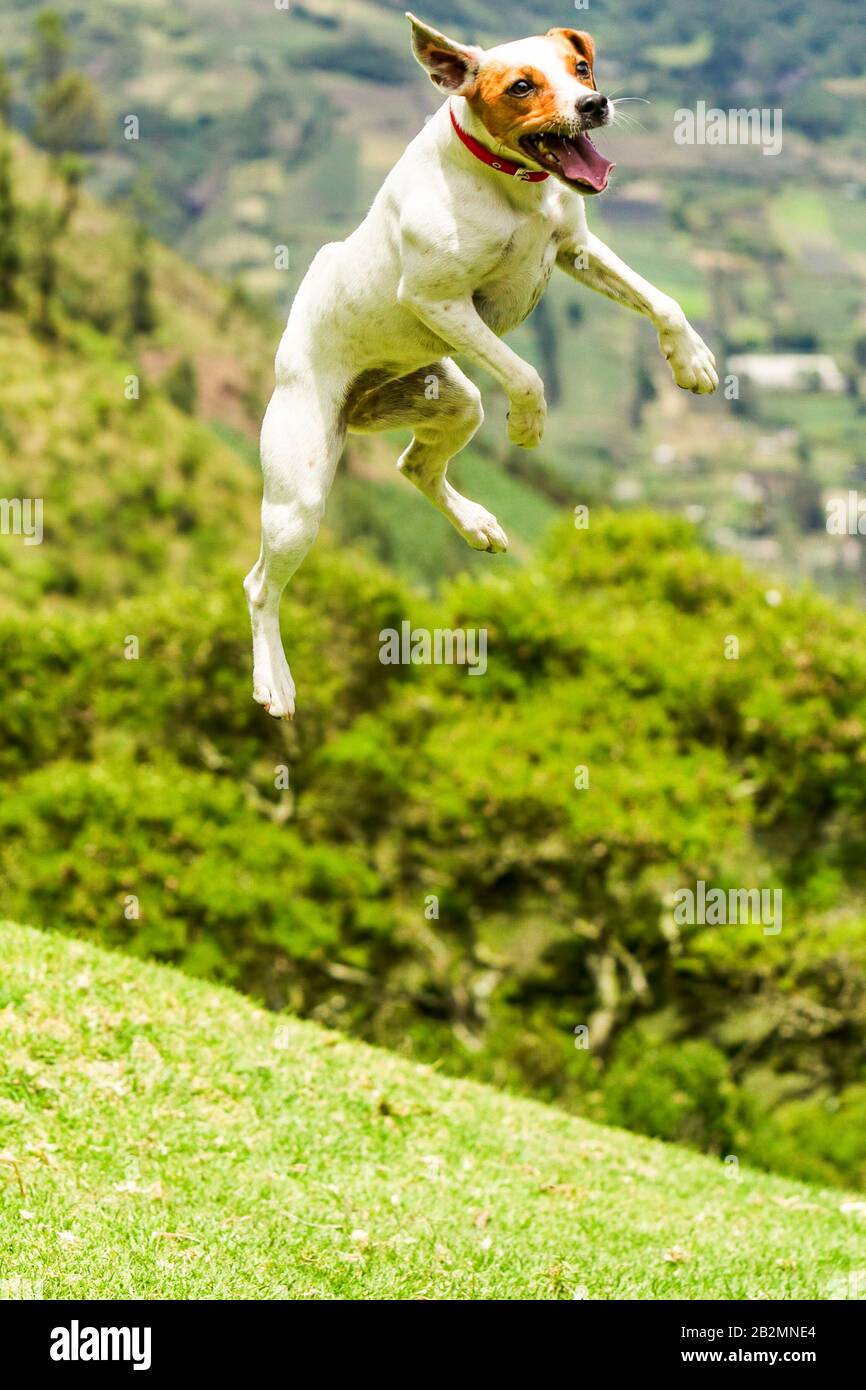 Cane Ridere Femminile Praticando Il Suo Balletto Foto Stock