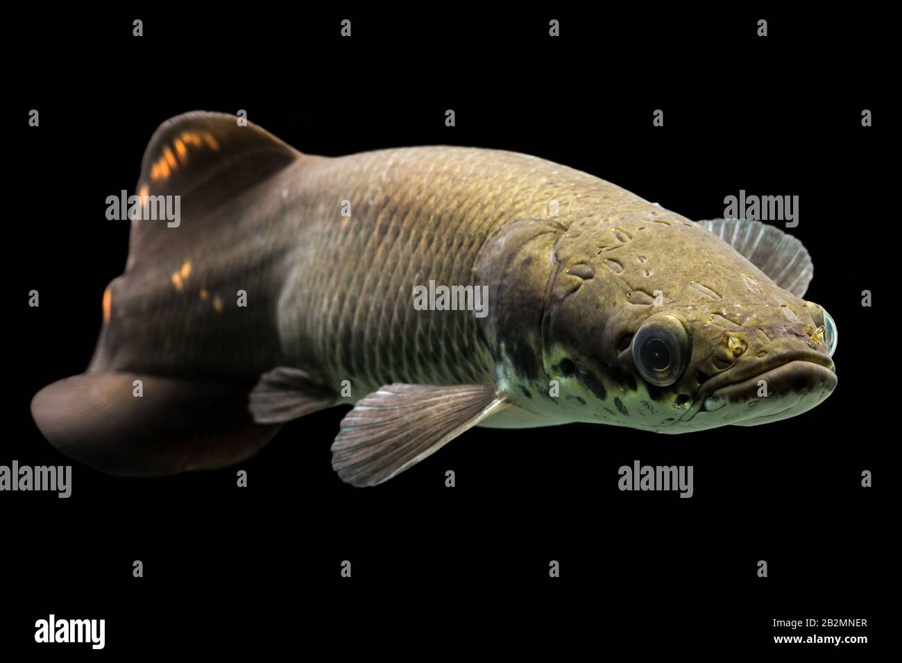 Giovane Arapaima Leptosoma Underwater Aquarium Shot Foto Stock