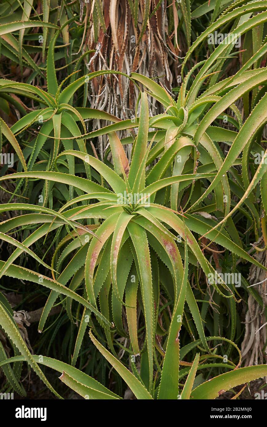 Piante succulente verdi di Aloe arborescens in sicilia Foto Stock