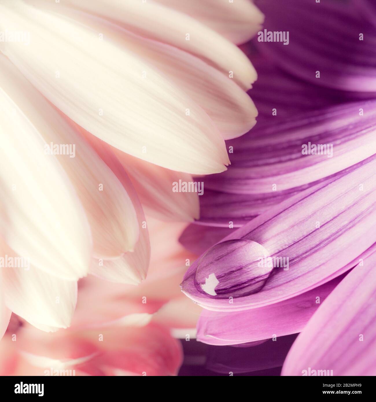 petali con caduta di rugiada - macro Foto Stock