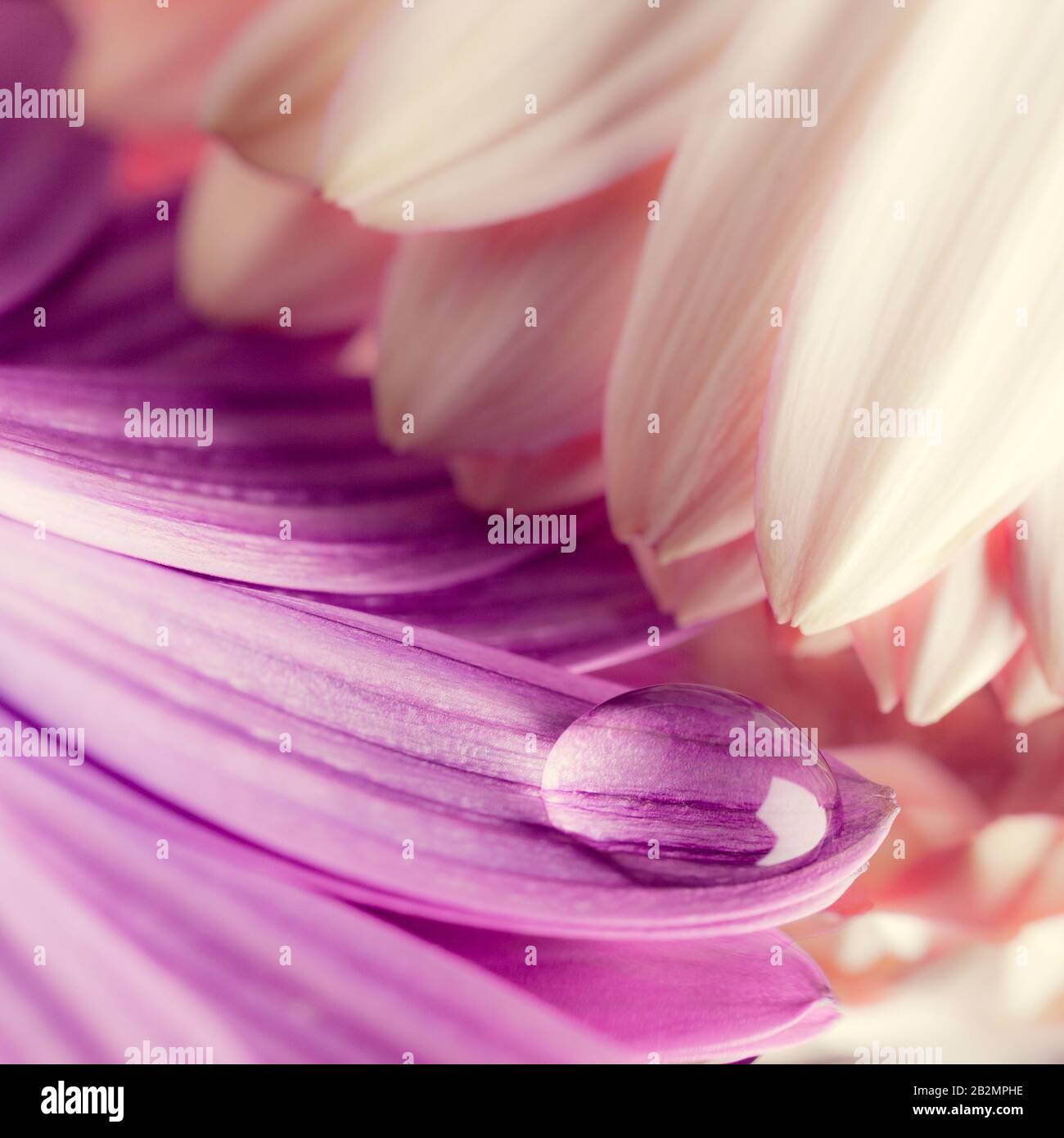 petali con caduta di rugiada - macro Foto Stock