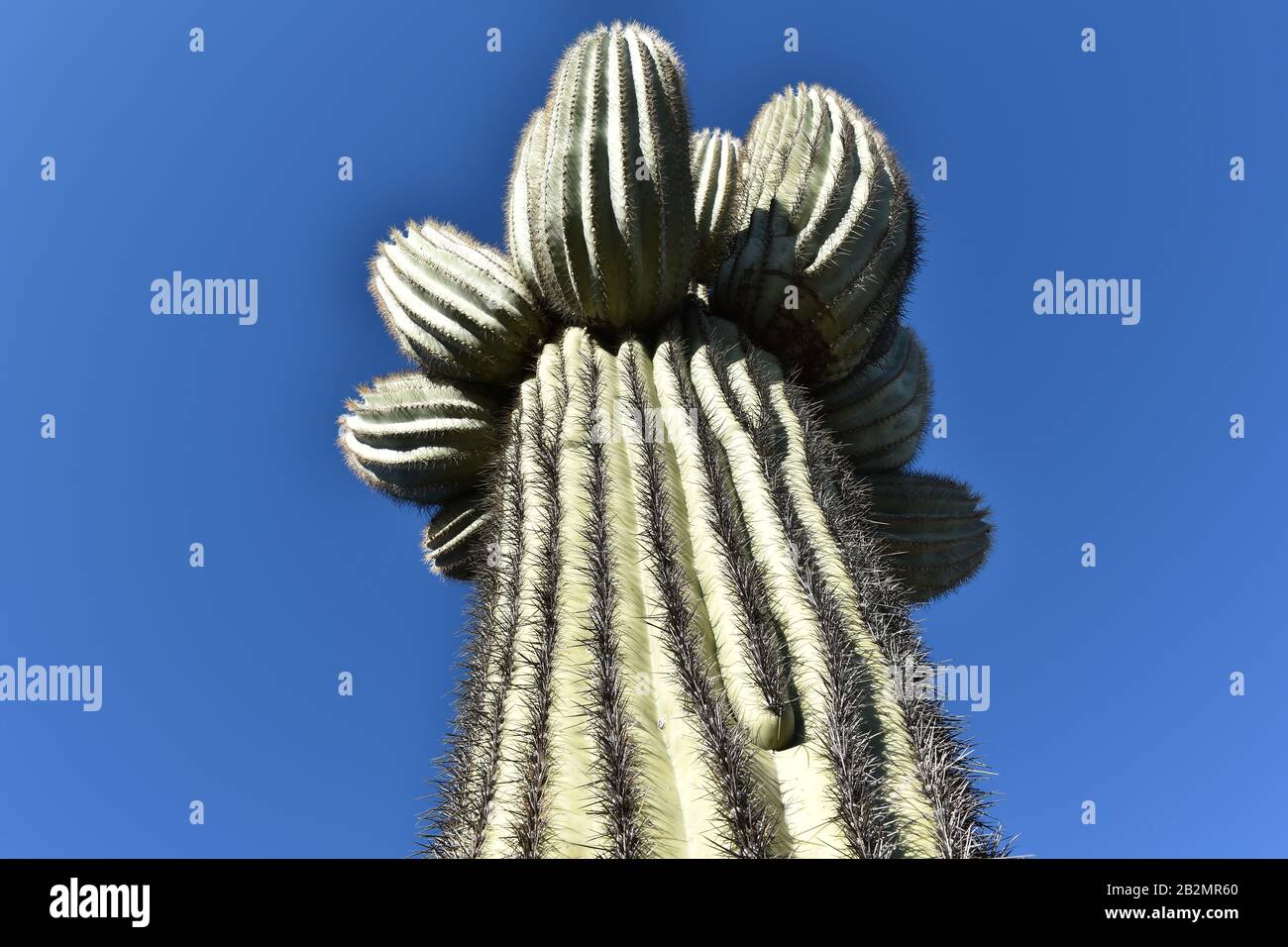 Prospettiva Astratta Di Saguaro Cactus Foto Stock