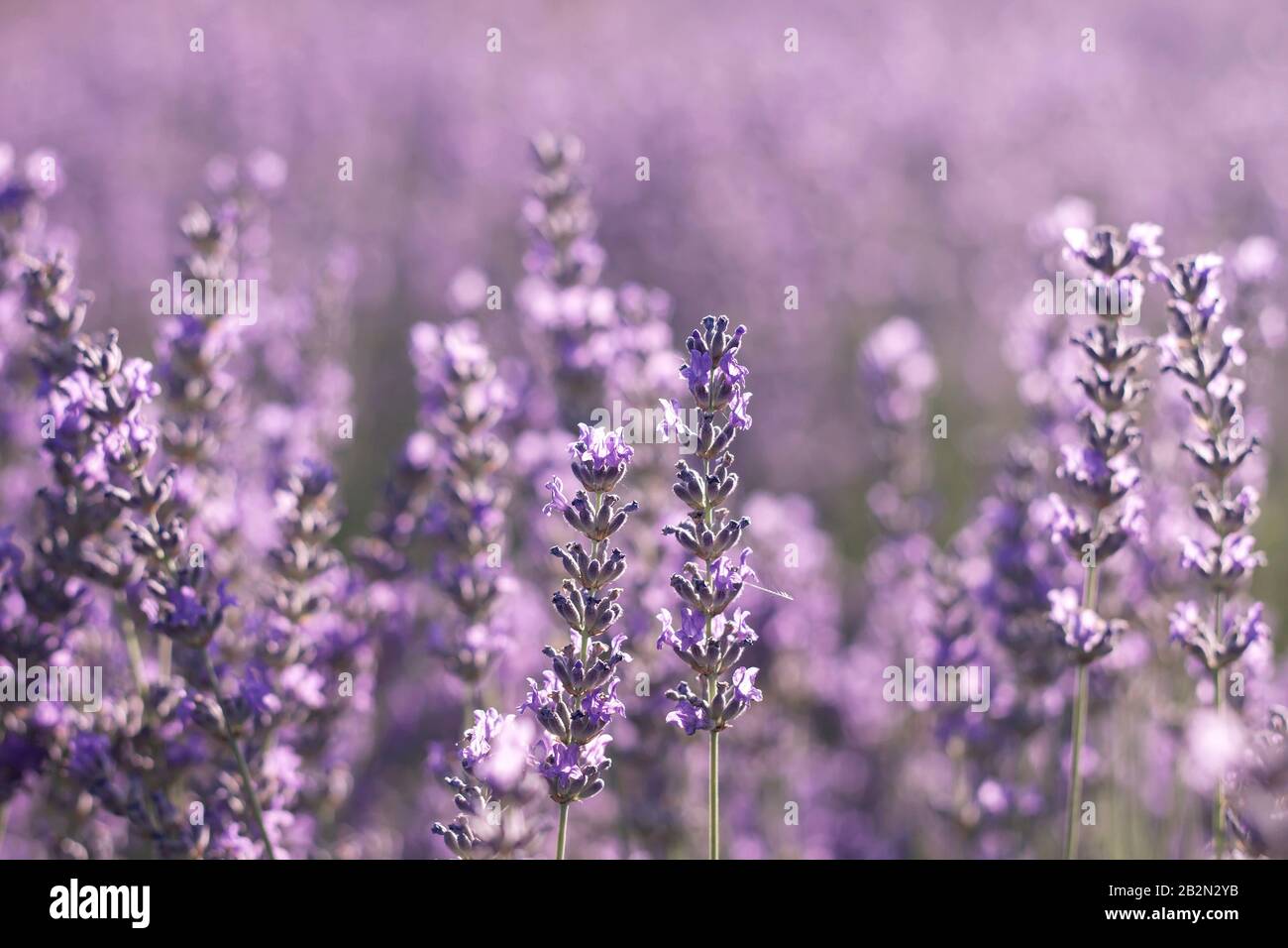 Dettaglio dei campi di lavanda in fiore Foto Stock