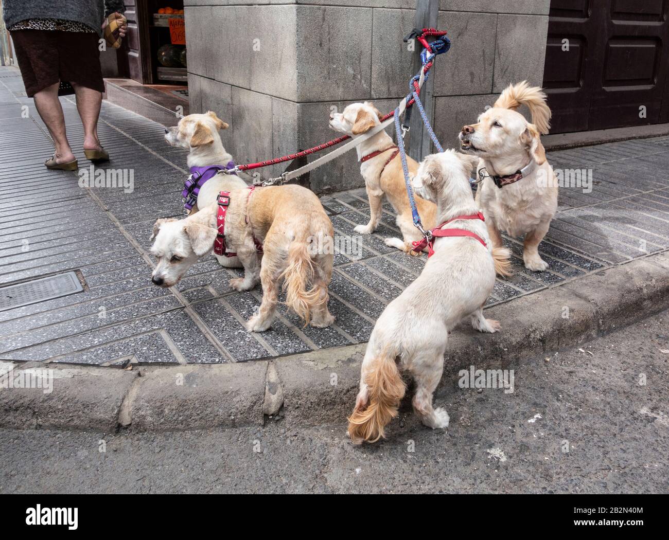 Cinque i cani in attesa per il proprietario al di fuori del negozio in Spagna Foto Stock