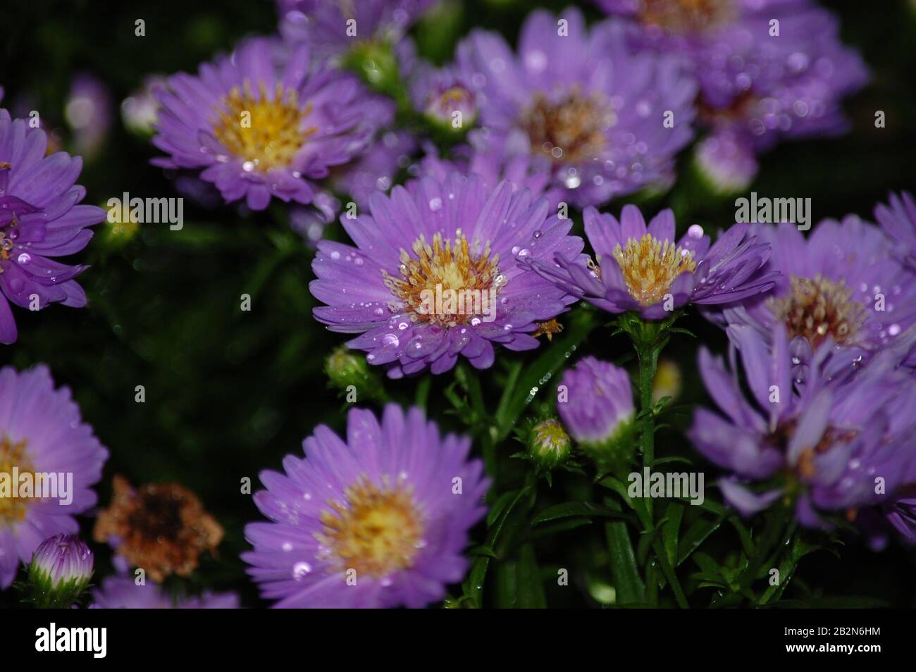 Grappoli di legno di assastro viola di fiori Foto Stock