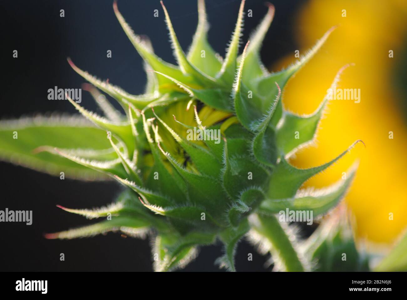 Girasole non aperti Foto Stock