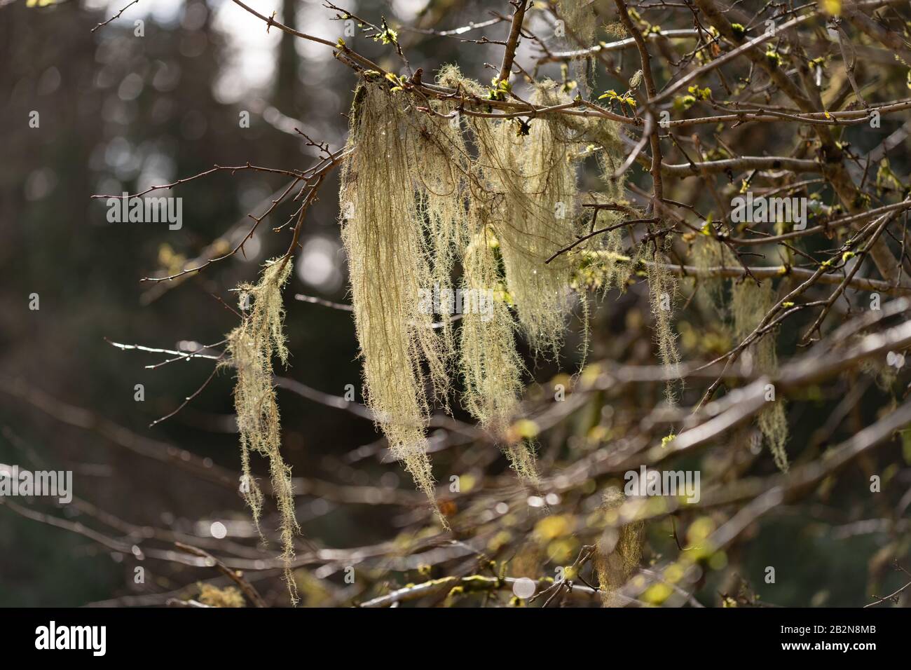 Fishbone Beard Lichen - Usnea Dasopoga - Aberfoyle, Scozia, Regno Unito Foto Stock