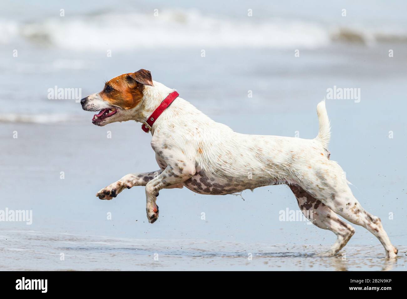 Allegro Cane Che Si Muove A Full Sped Sulla Shoreline Foto Stock