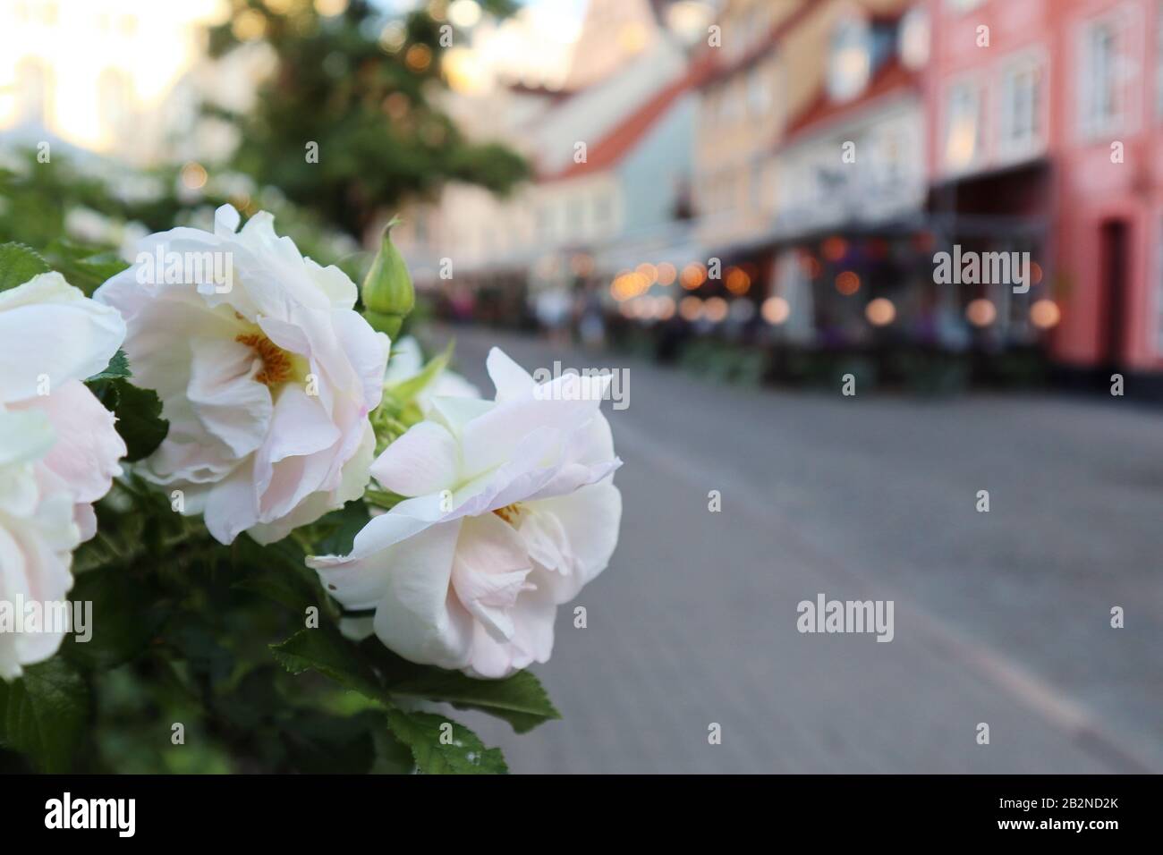 Rosa bianco fiori rose nel centro storico di riga Lettonia. L'Europa viaggia con bei vecchi edifici Street cafe. Macro primo piano con luci serali Foto Stock