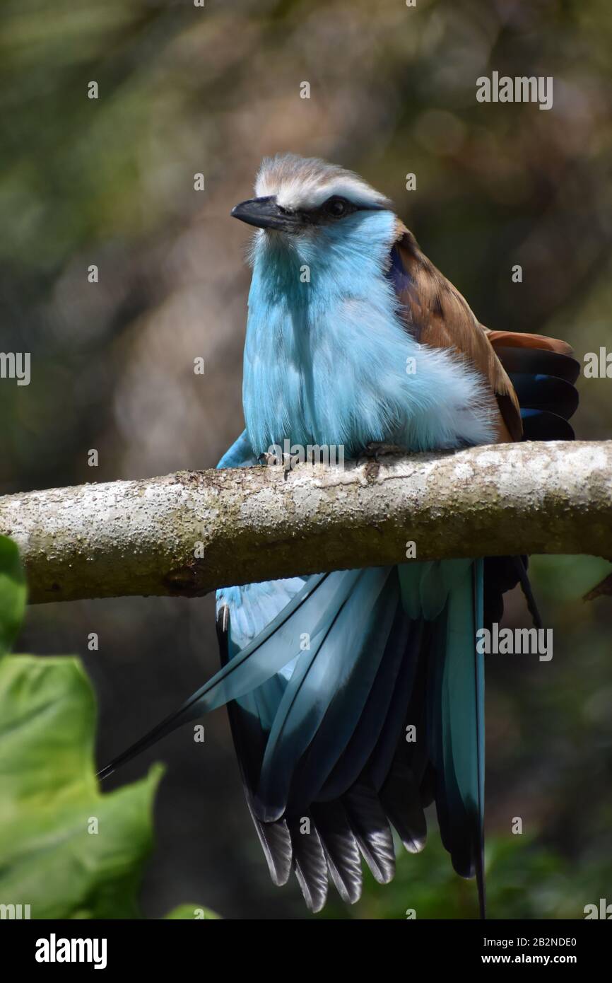 Uccello Roller Dalla Coda di racchetta blu (Coracias Spatulatus) arroccato su un ramo di albero Foto Stock