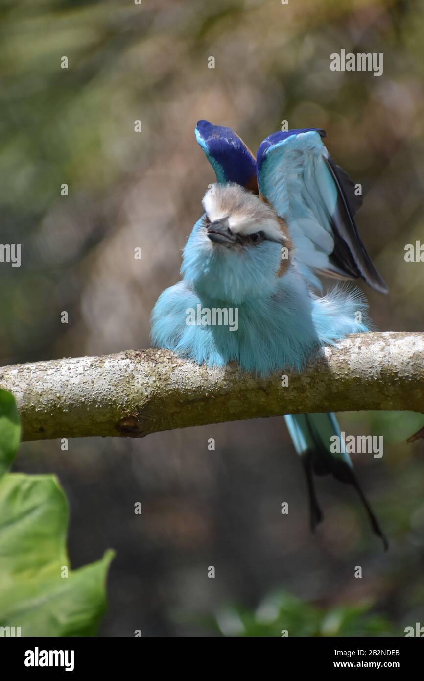 Uccello Roller Dalla Coda di racchetta blu (Coracias Spatulatus) arroccato su un ramo di albero Foto Stock